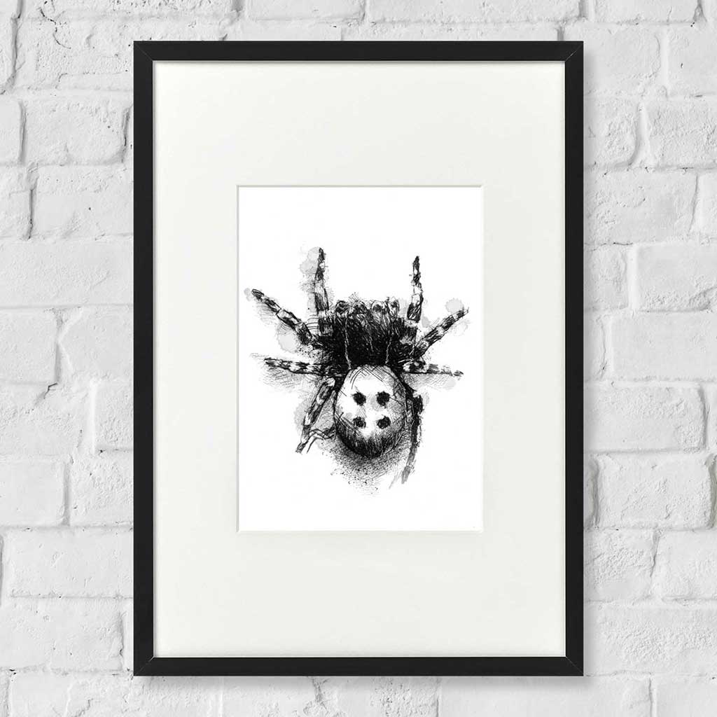 LadyBird spider