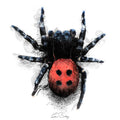 Ladybird Spider colour