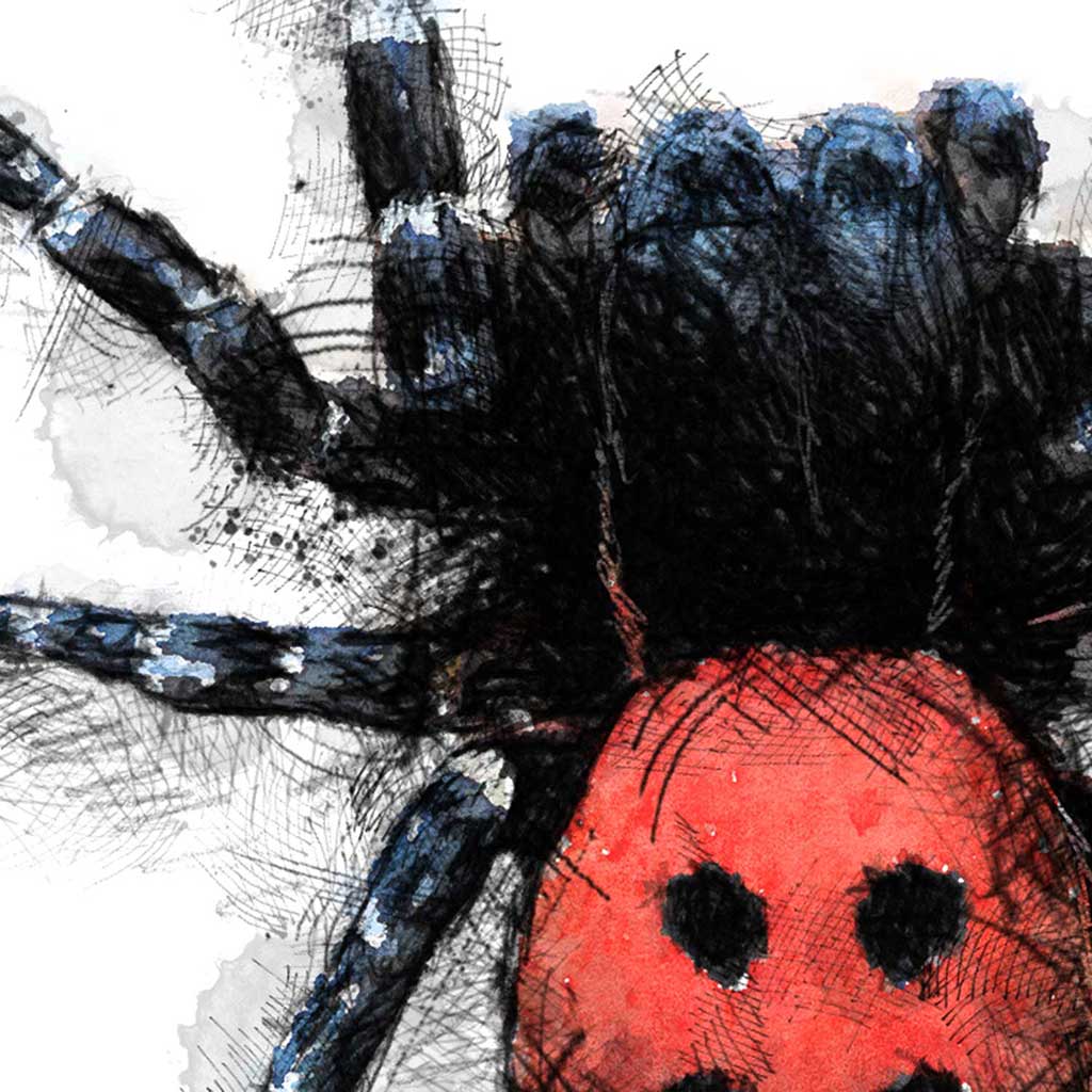 Ladybird Spider colour