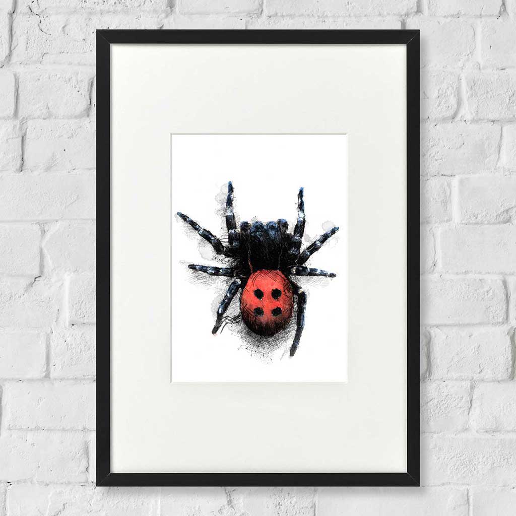 Ladybird Spider colour