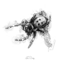 Ladybird spider