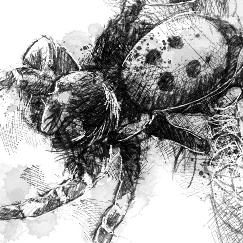 Ladybird spider