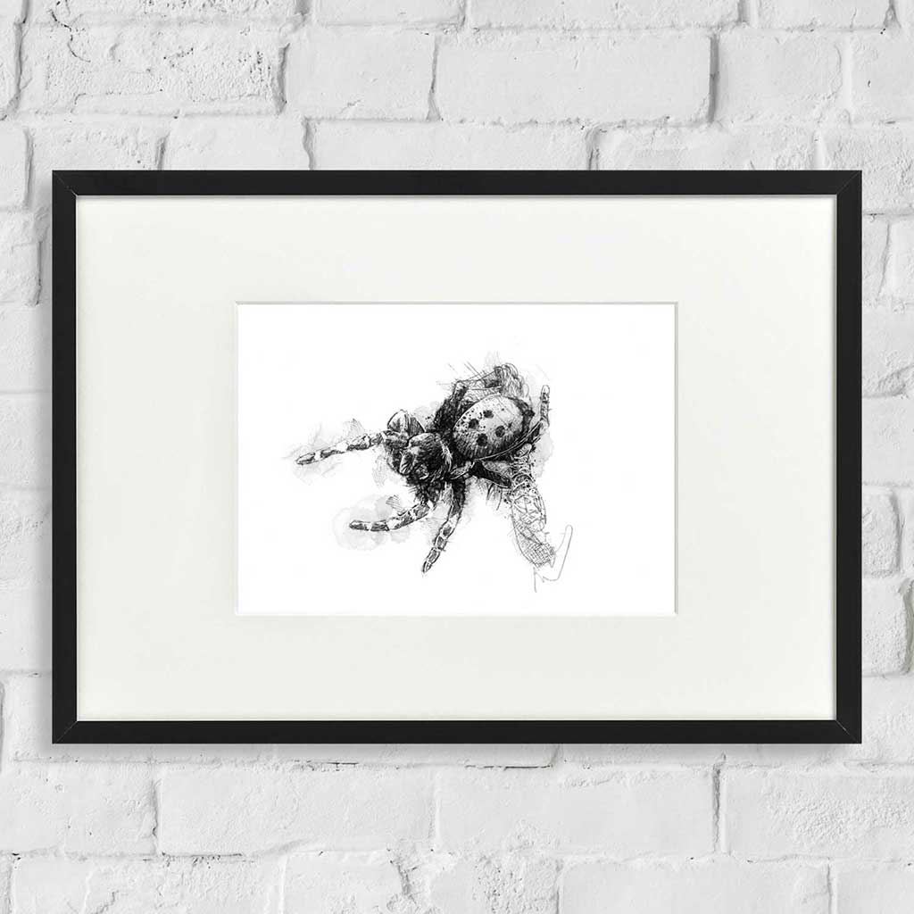 Ladybird spider