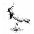 Lapwing