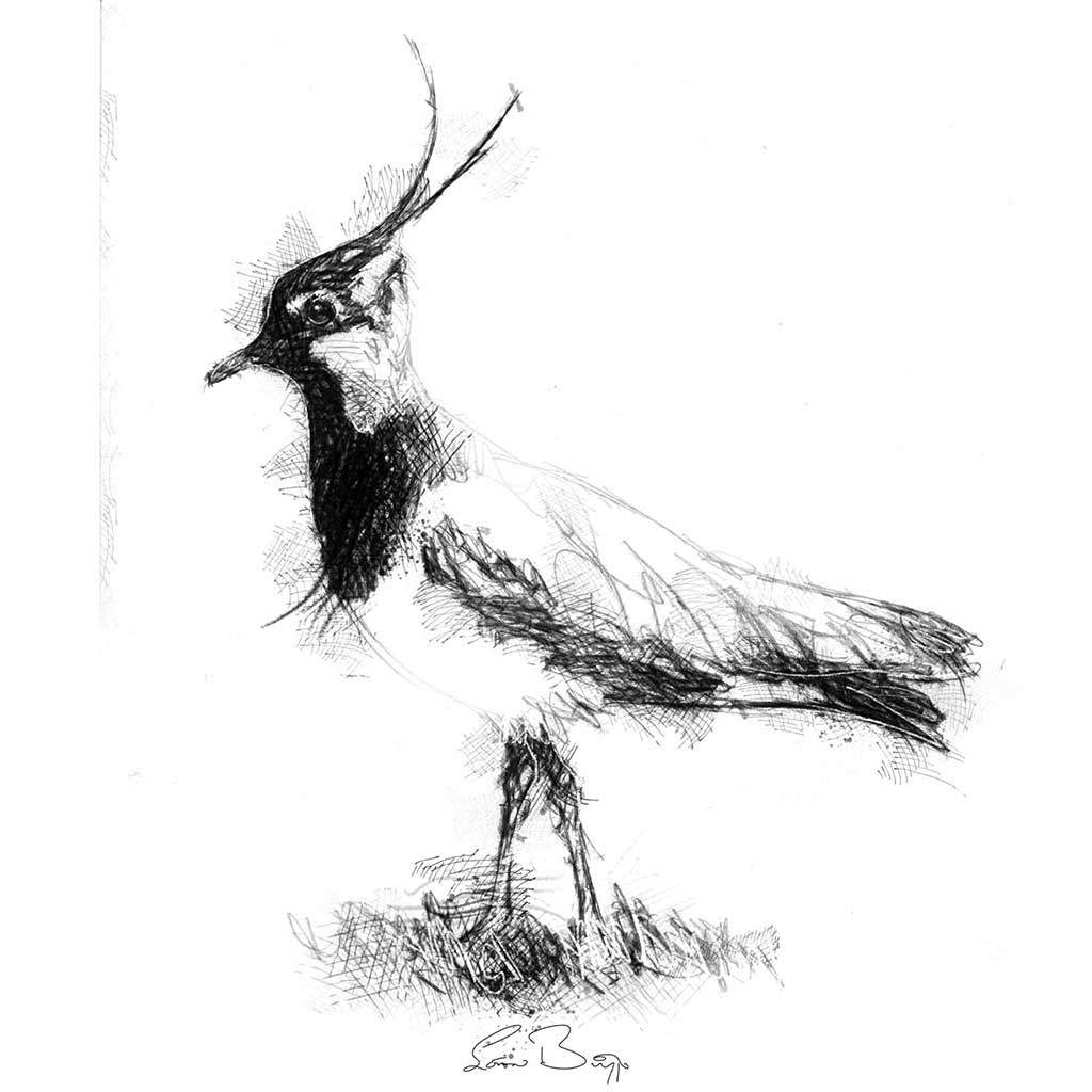 Lapwing