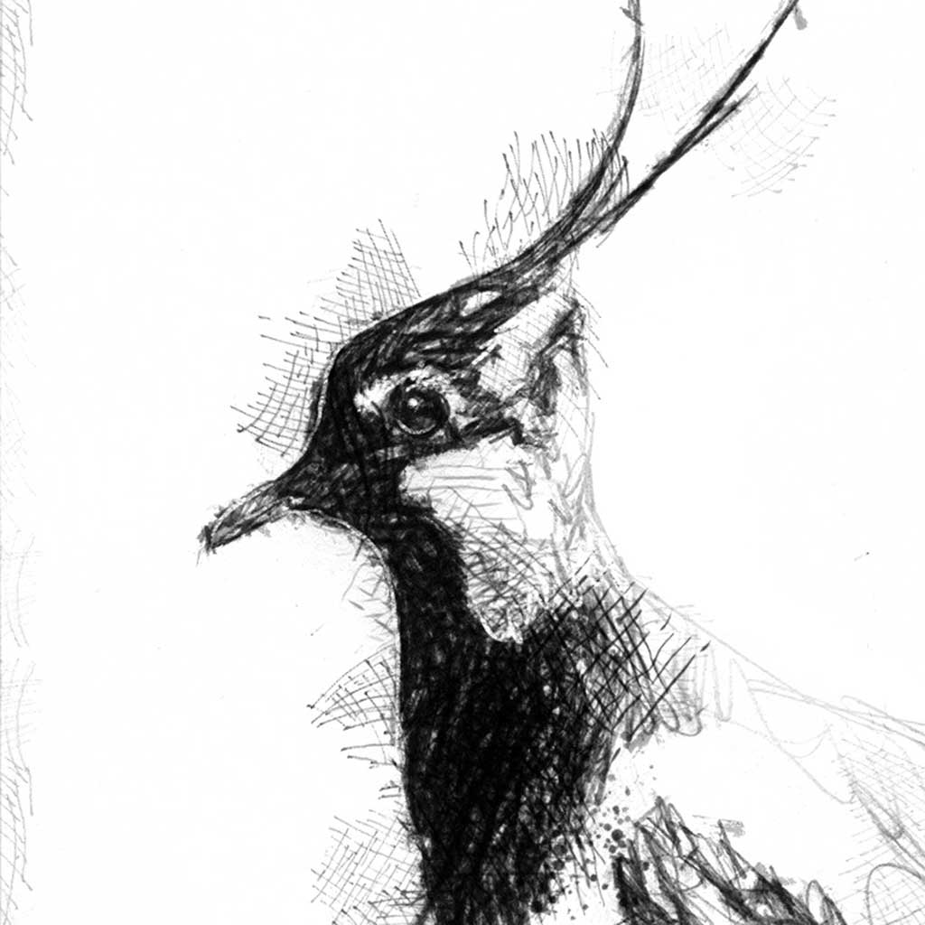 Lapwing