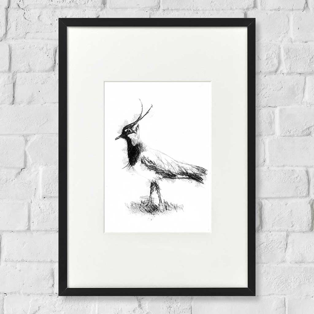 Lapwing