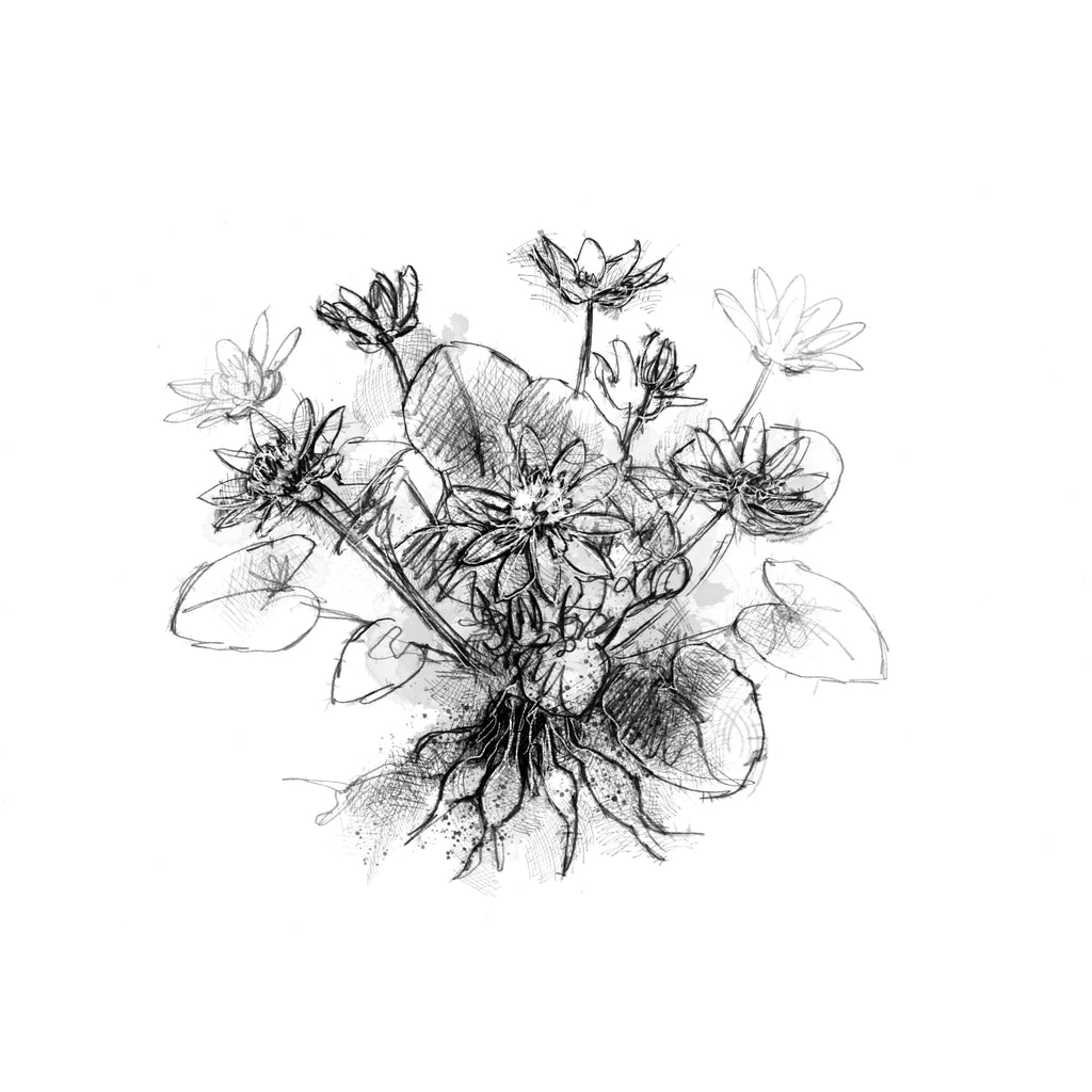 Lesser Celandine - BW Sketch