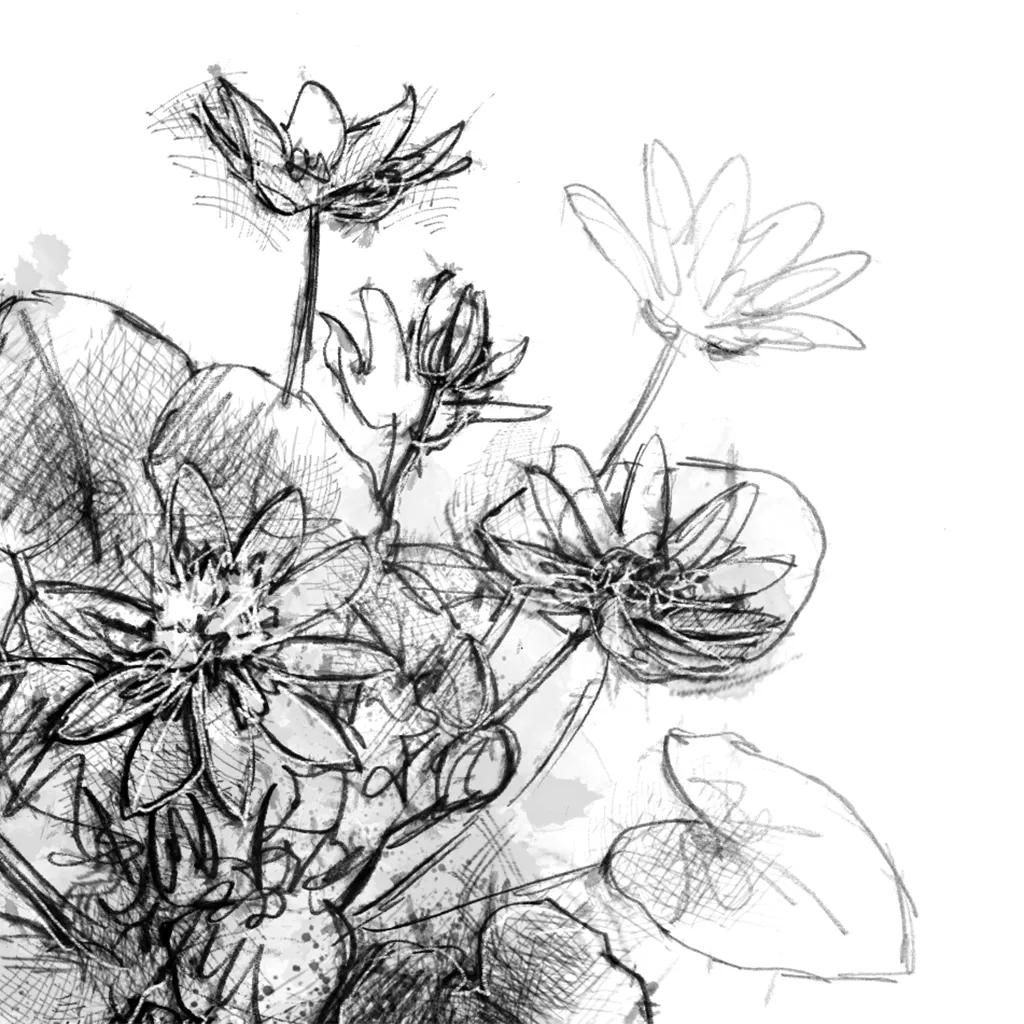 Lesser Celandine - BW Sketch