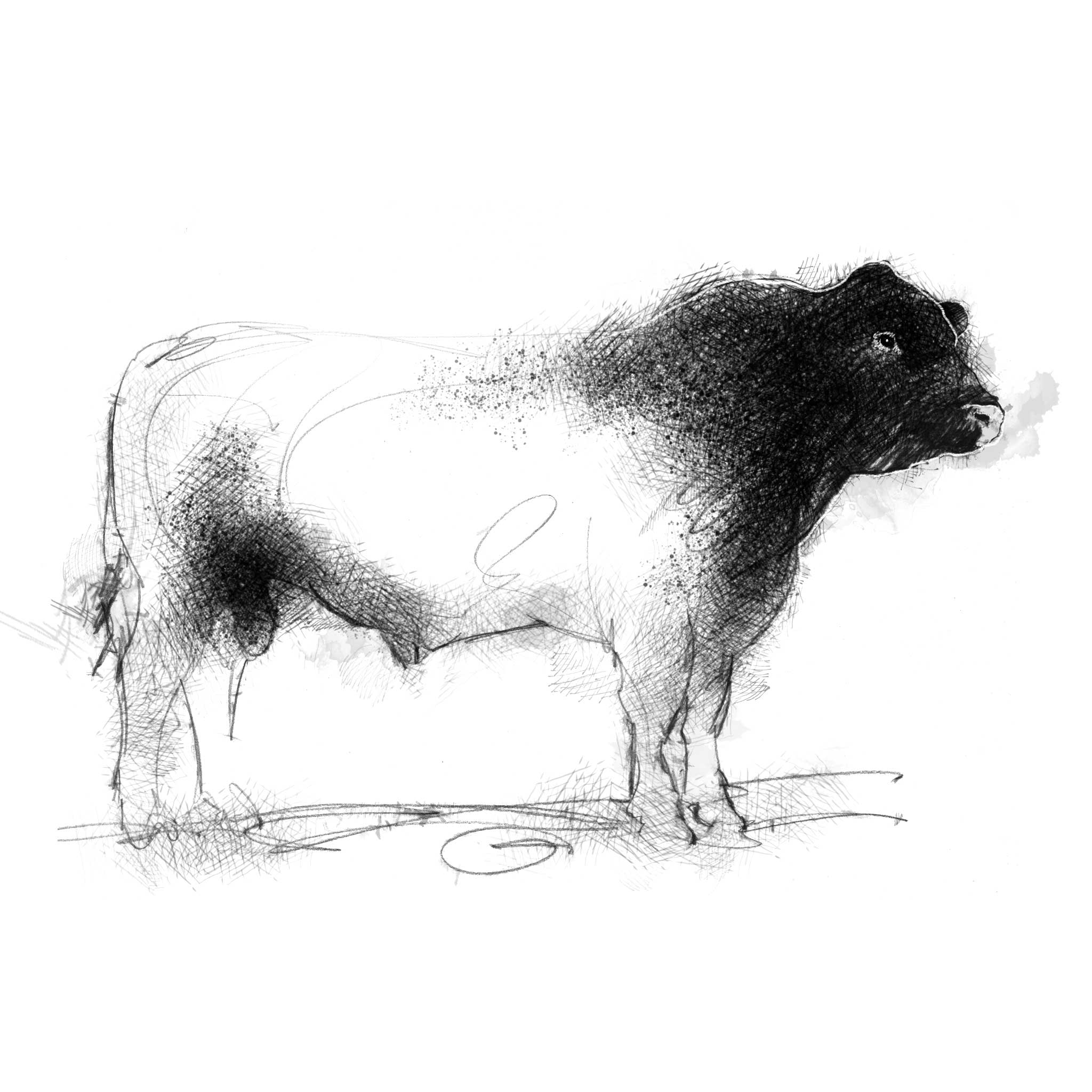 Lincoln Red Bull - BW Sketch