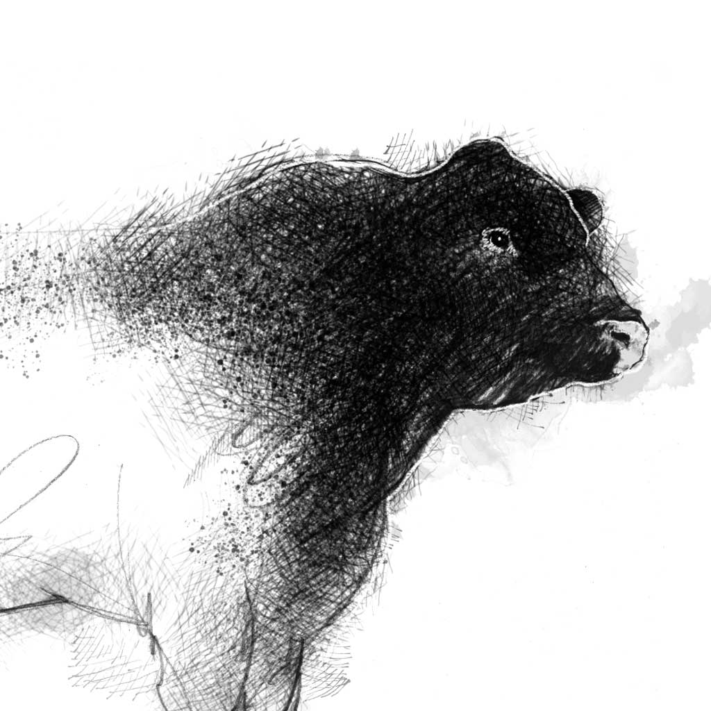 Lincoln Red Bull - BW Sketch