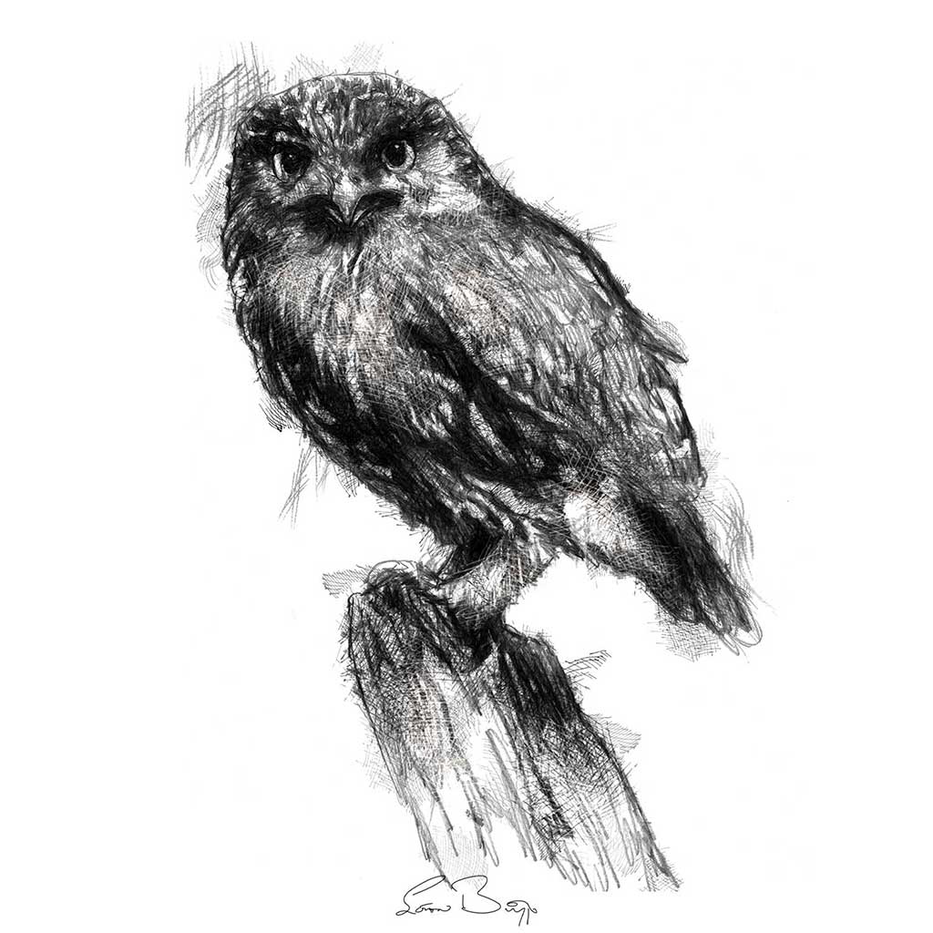 Little owl