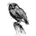 Little owl