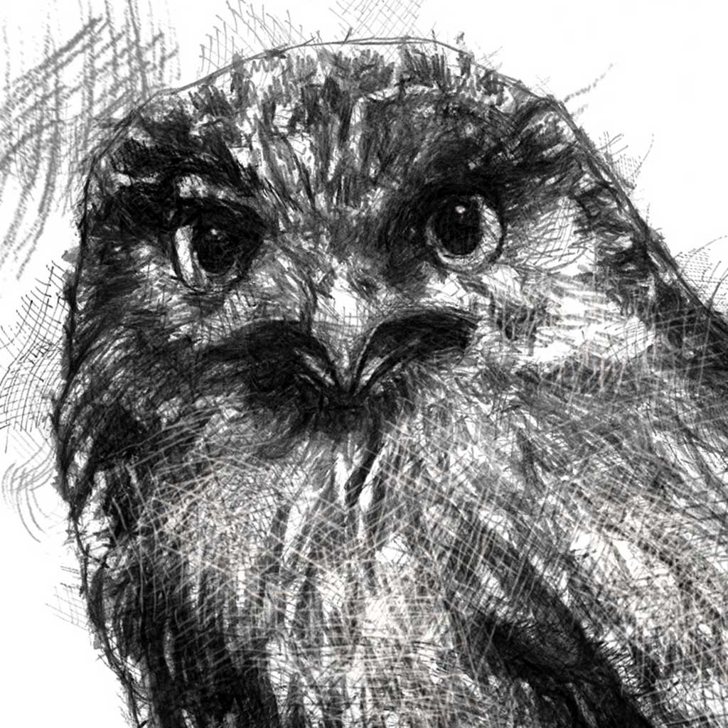 Little owl