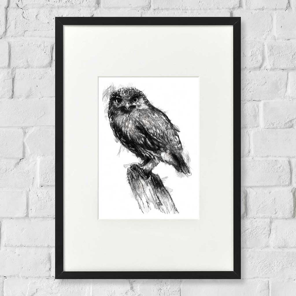 Little owl