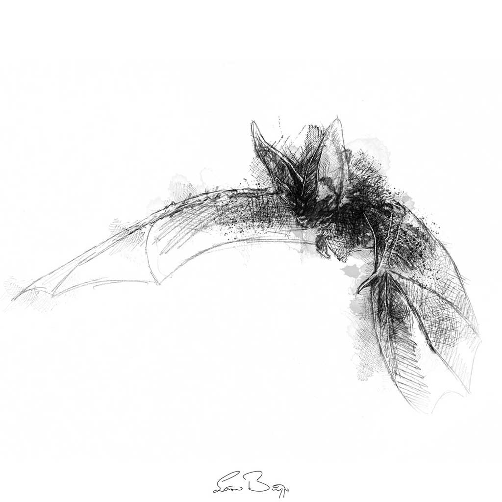 Long eared bat