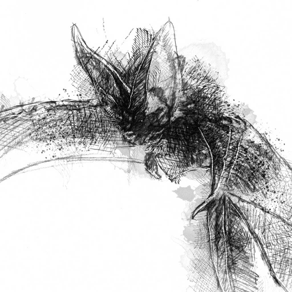 Long eared bat