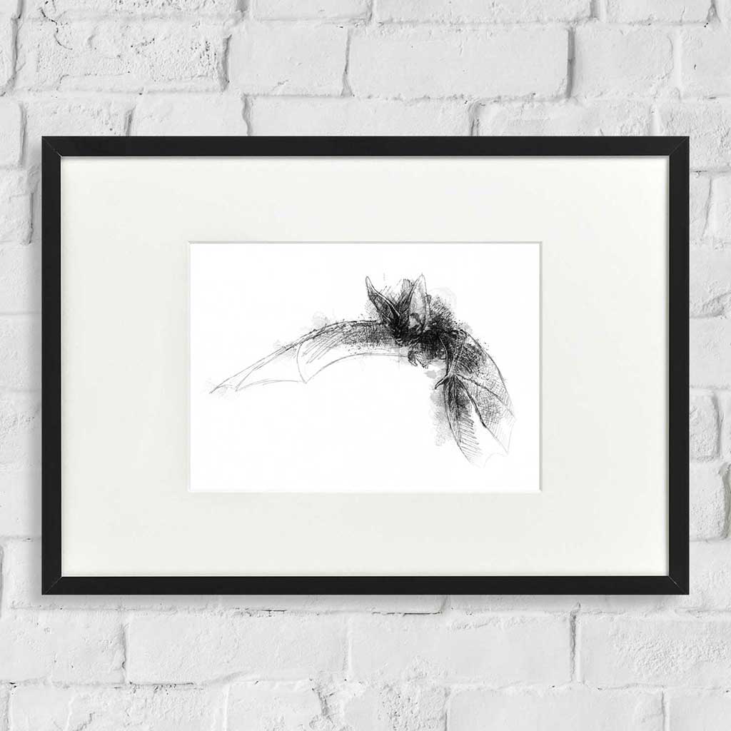 Long eared bat