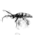 Longhorn beetle