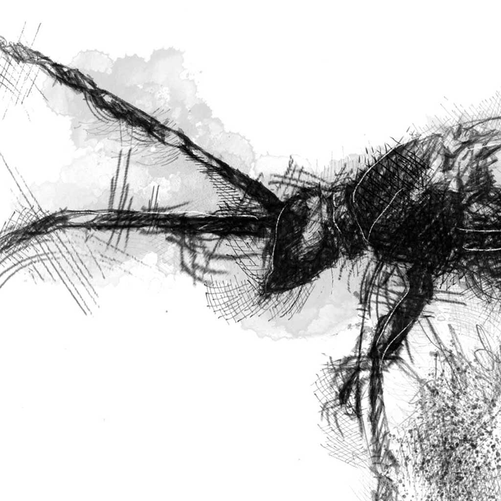 Longhorn beetle