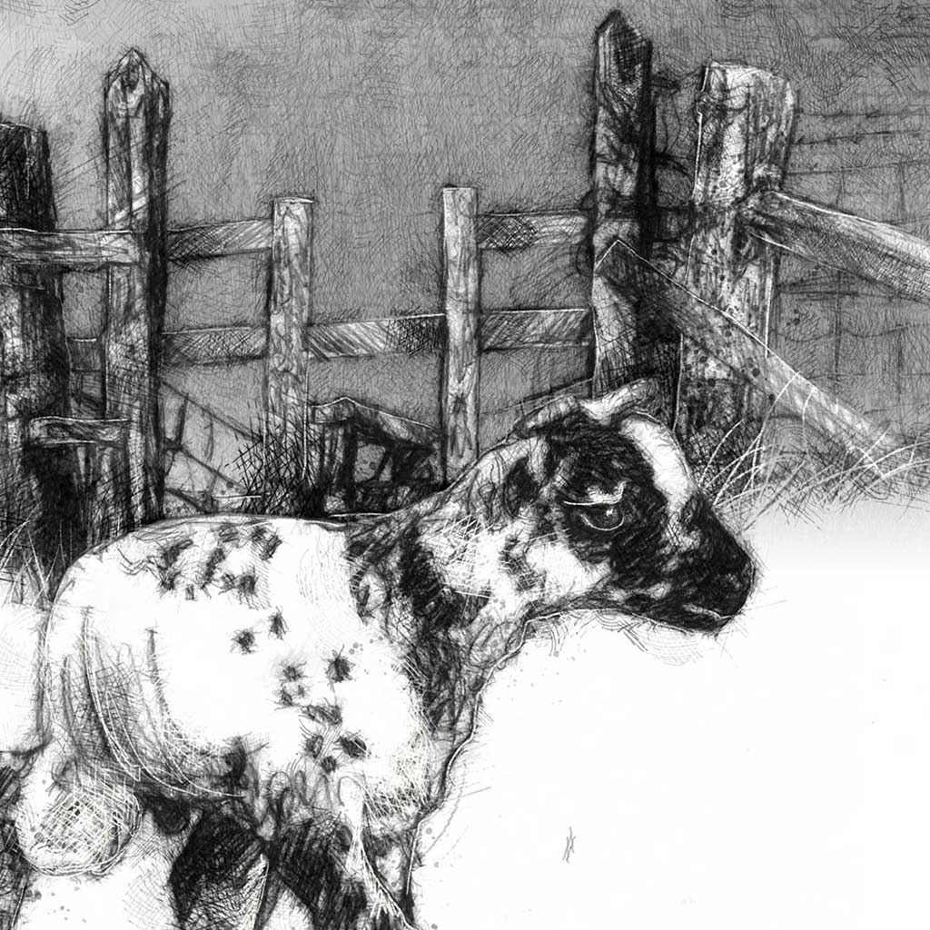 Little lamb