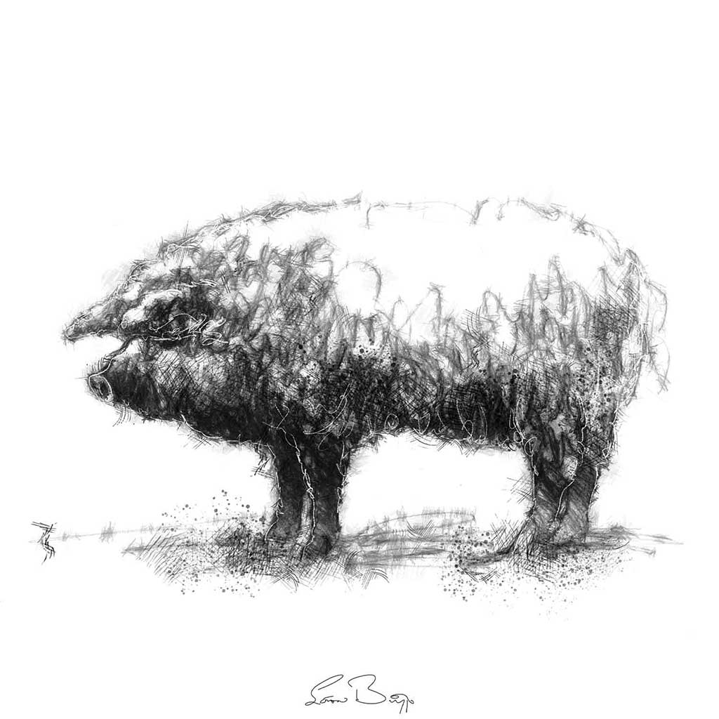 Mangalitza pig