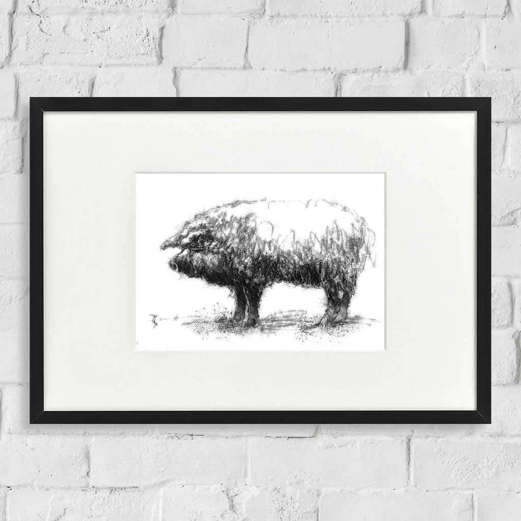 Mangalitza pig