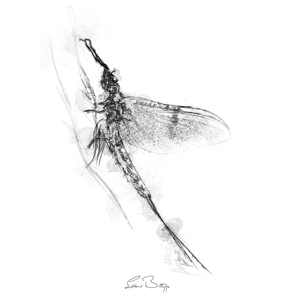 Mayfly