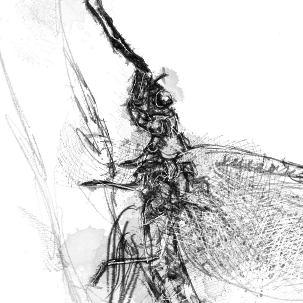 Mayfly