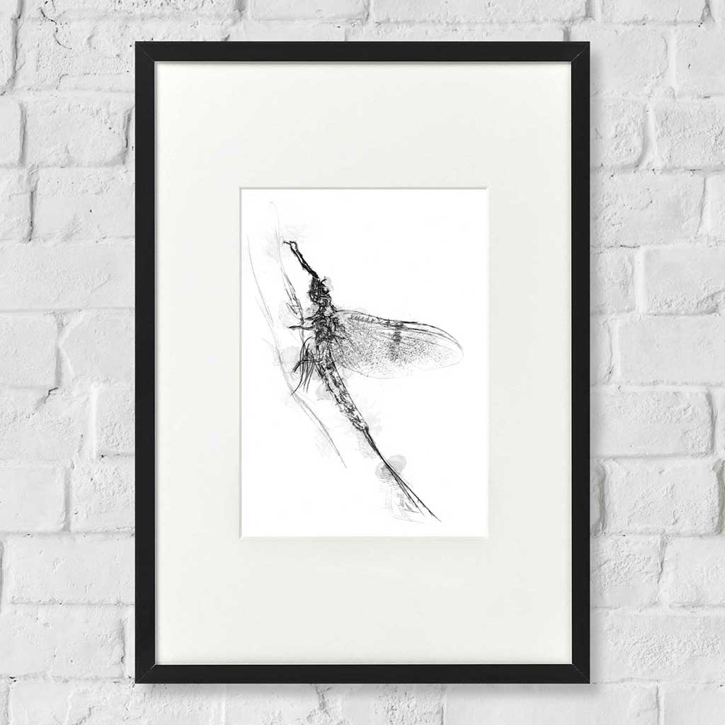 Mayfly