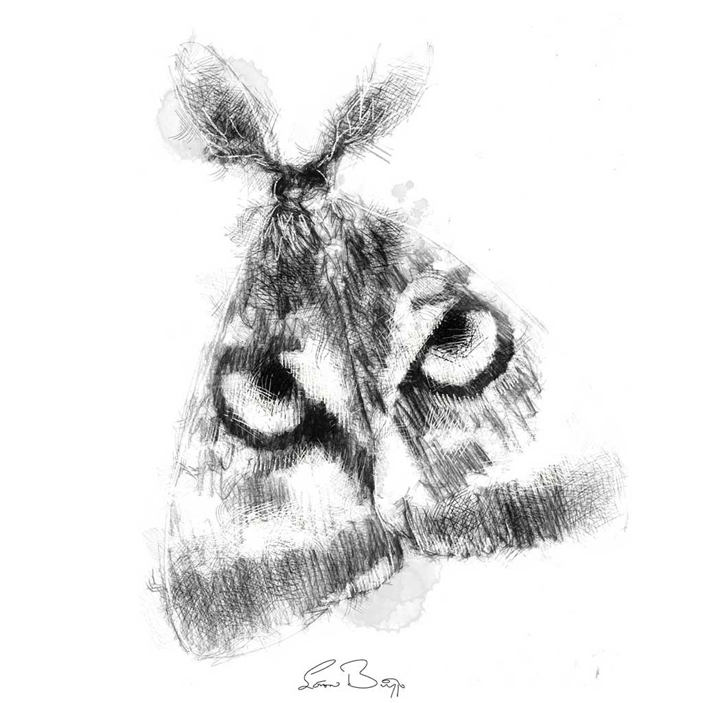Owl moth