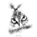 Owl moth