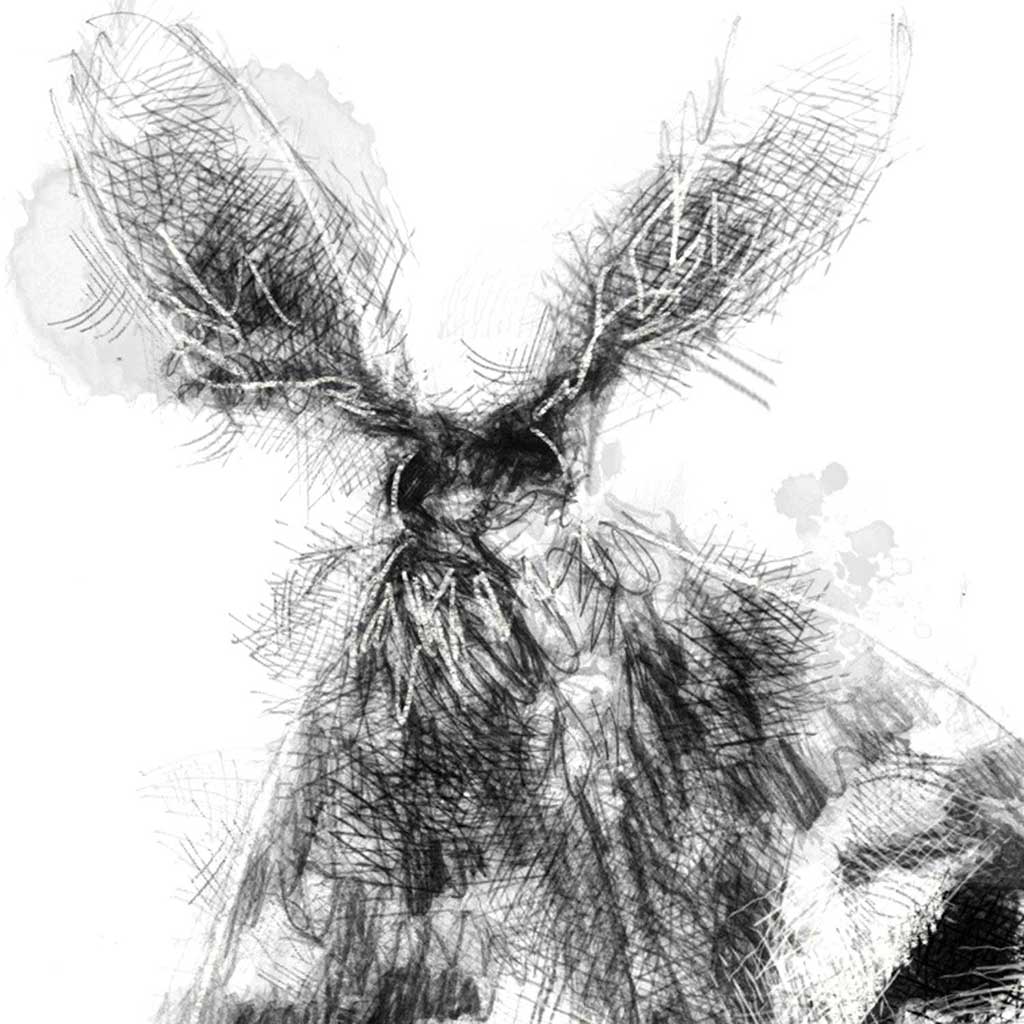Owl moth