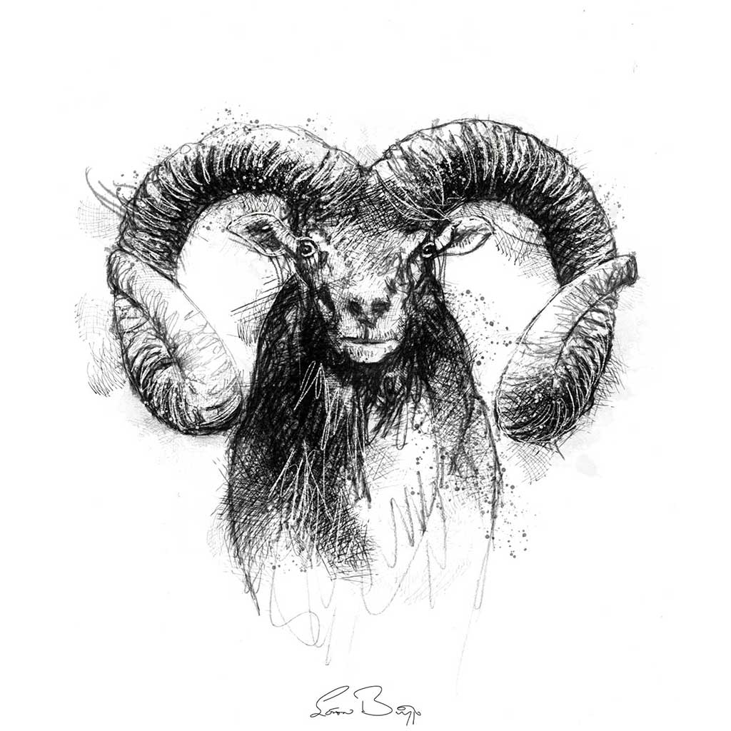 Mouflon sheep