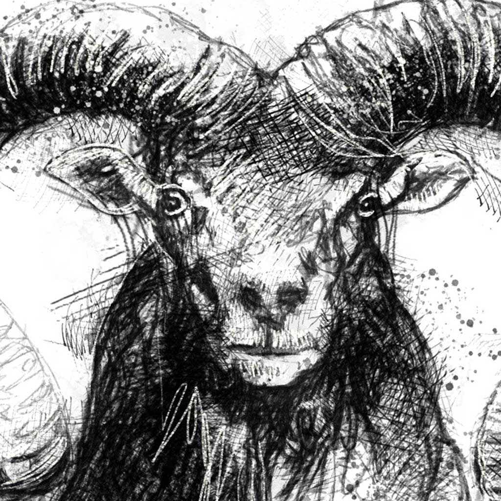 Mouflon sheep