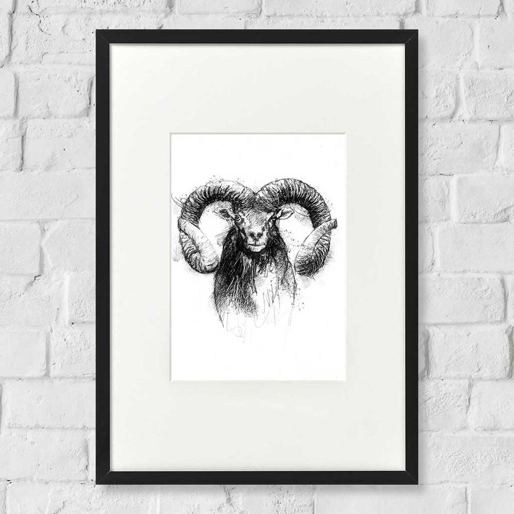 Mouflon sheep
