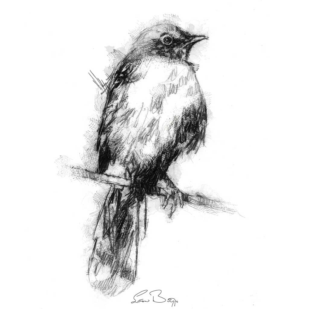 Nightingale bird