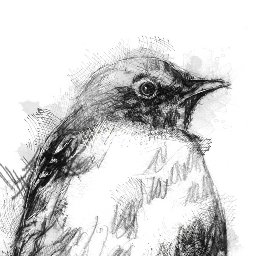 Nightingale bird