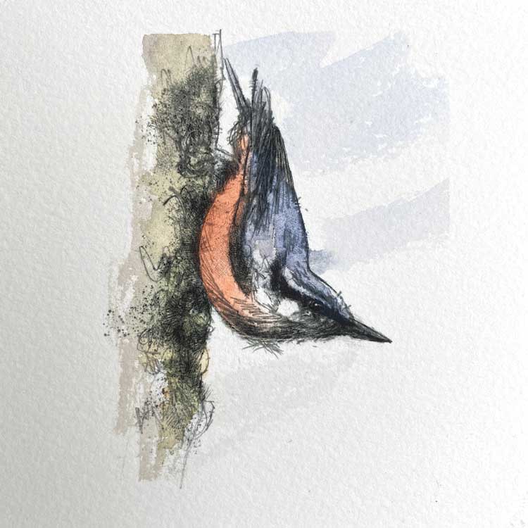 Nuthatch mini sketch