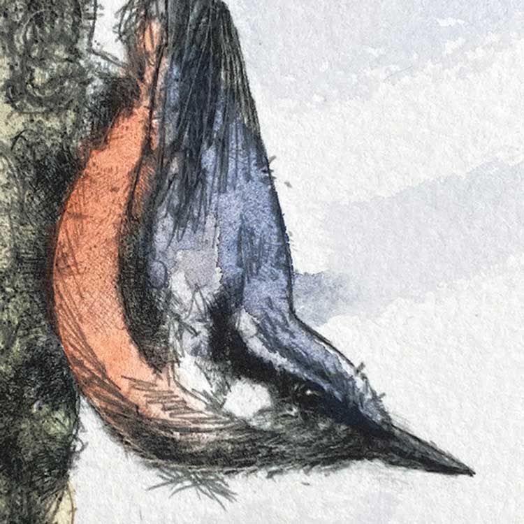 Nuthatch mini sketch