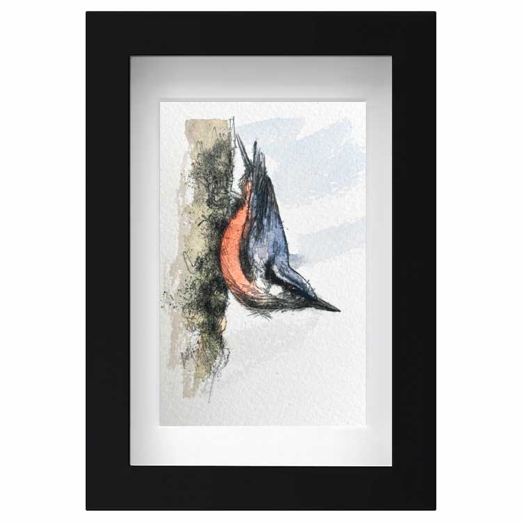 Nuthatch mini sketch