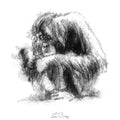 Orangutan