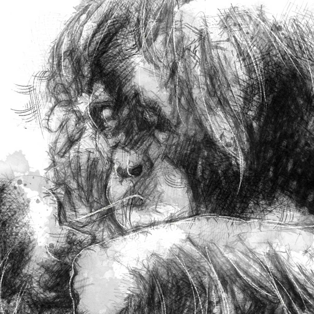 Orangutan