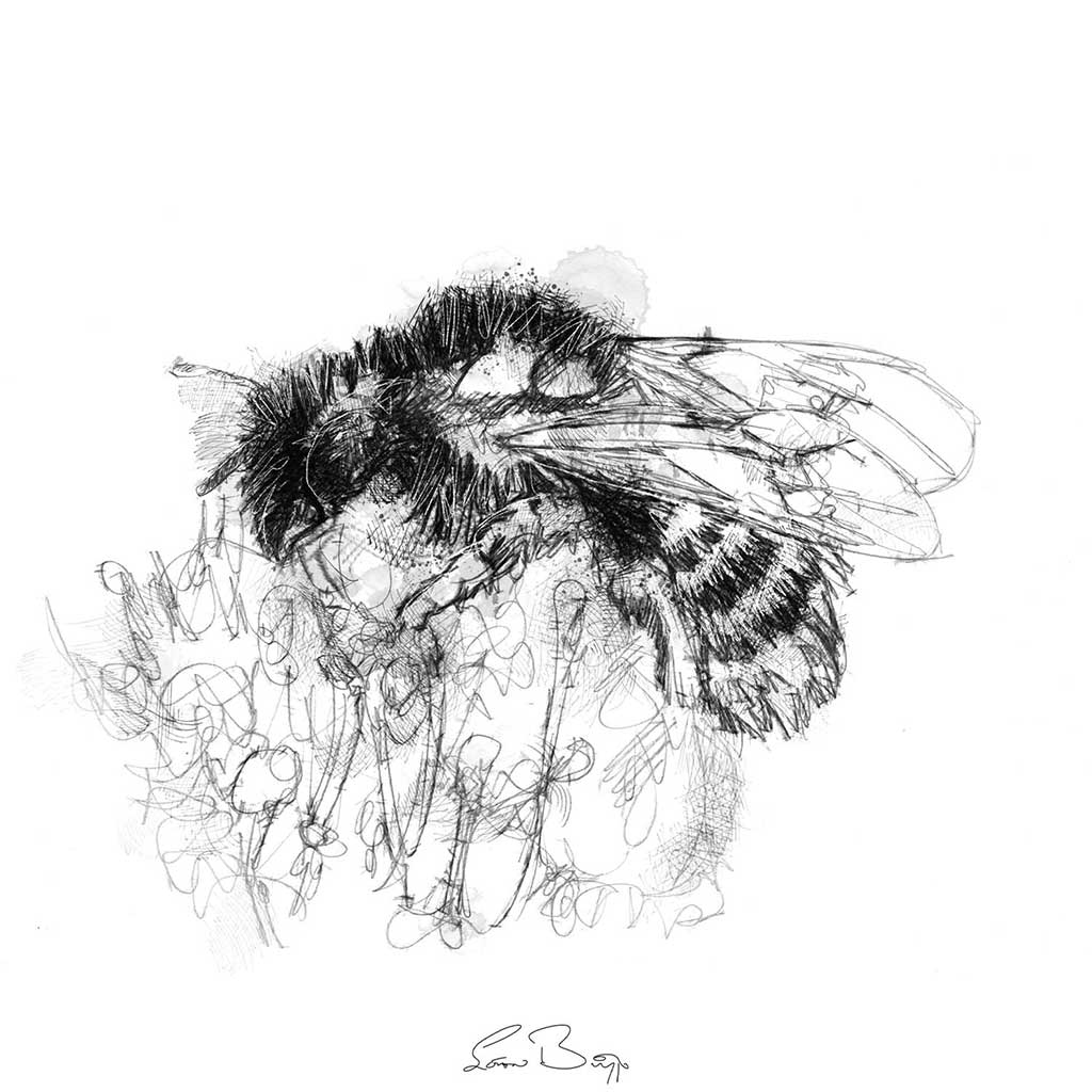 Osmia bicolour bee