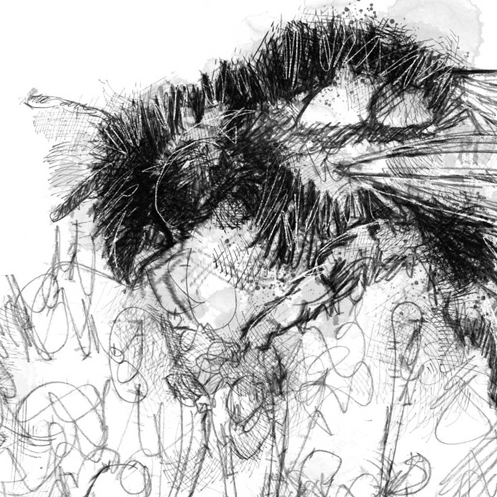 Osmia bicolour bee