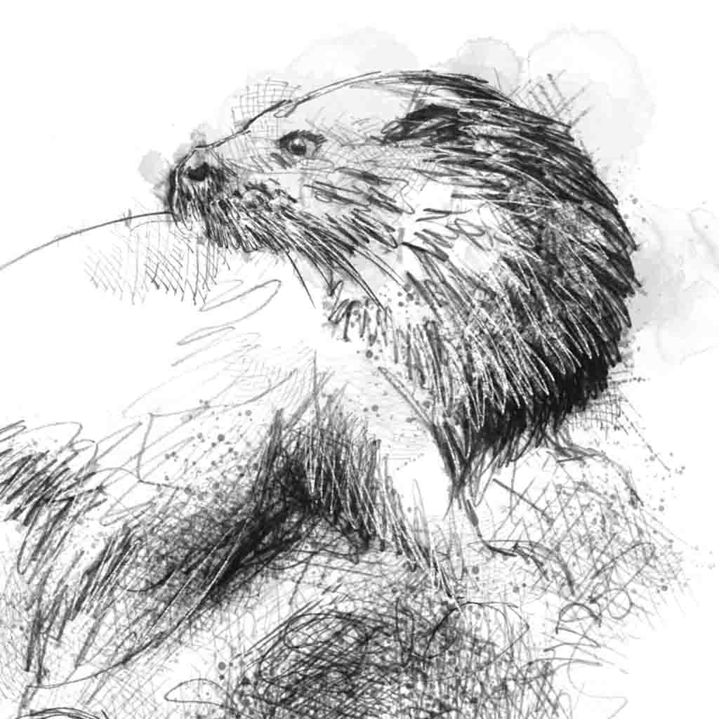 Otter