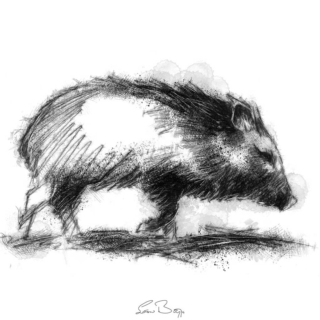 Peccary