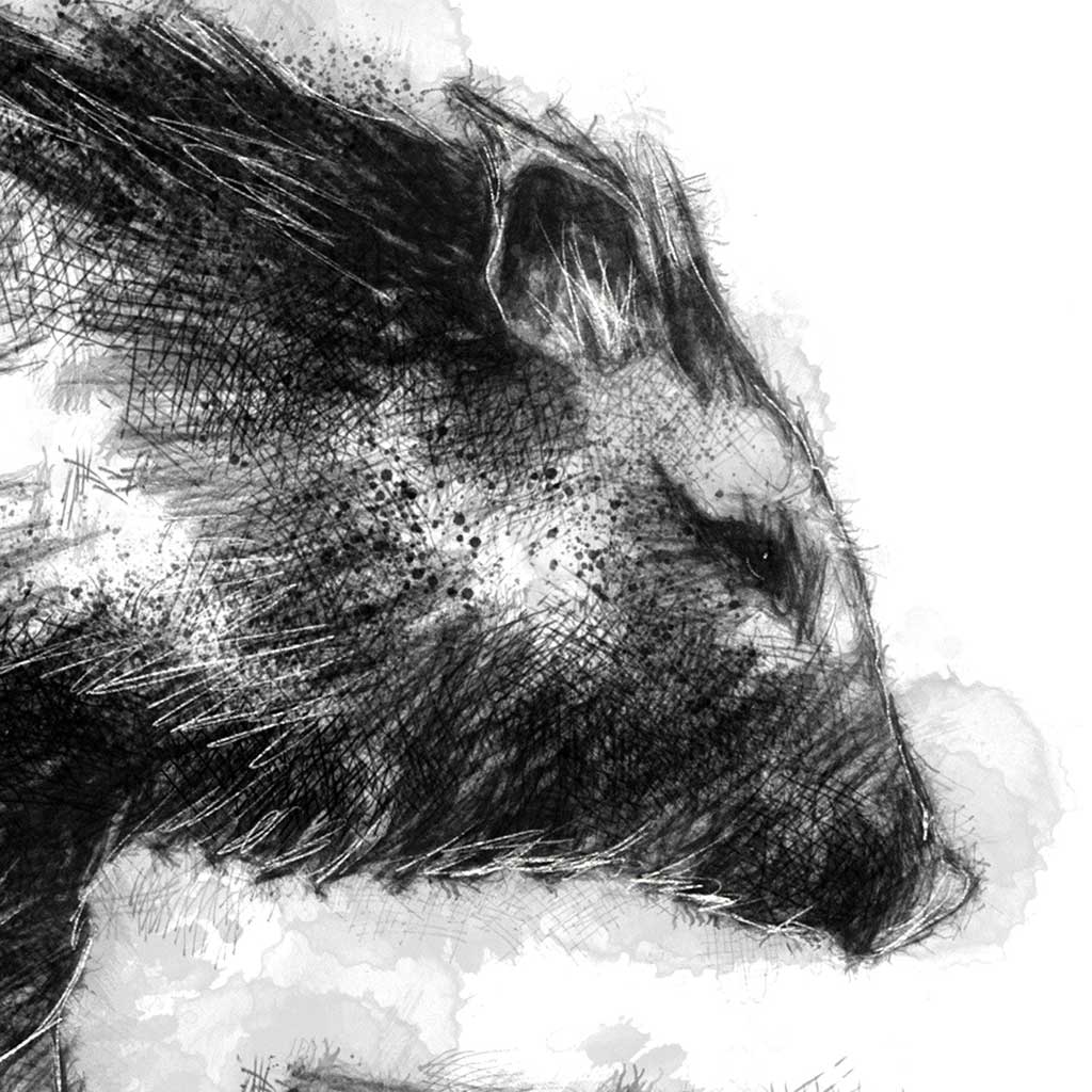 Peccary
