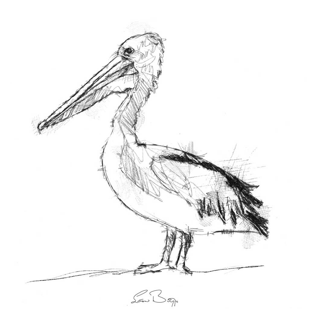 Pelican