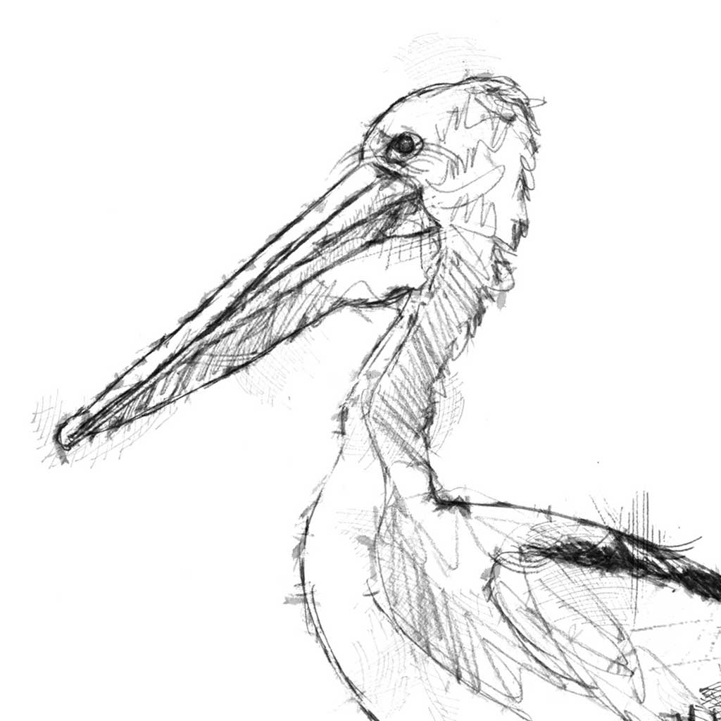 Pelican